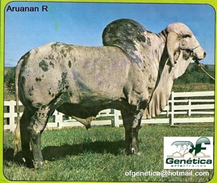 Uruanã R 