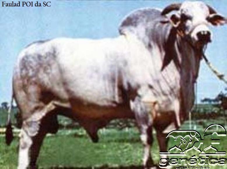 Faulad da SC Ampolas