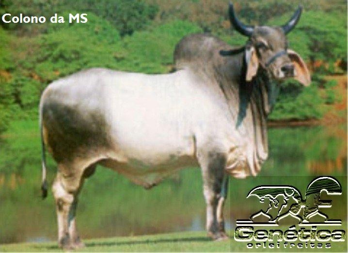 Colono MS Doses