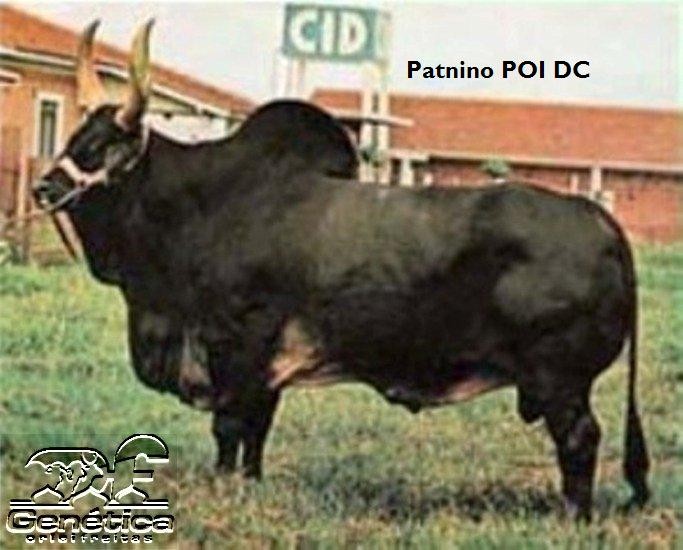Patnino DC POI Ampolas