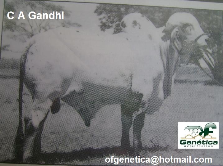 C A Gandi 