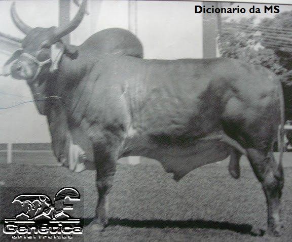 Dicionário Doses