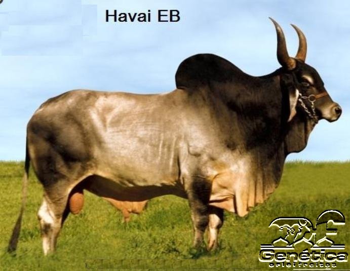 Havai EB Doses