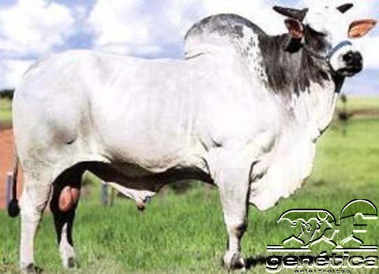 Panagpur da Pauliceia Doses