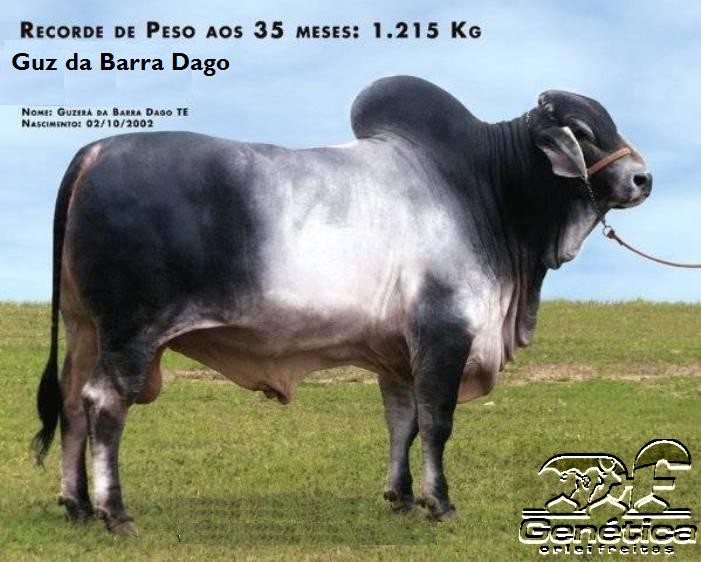 Guz da Barra Dago Doses