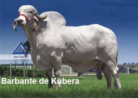 Barbante TE de Kubera 