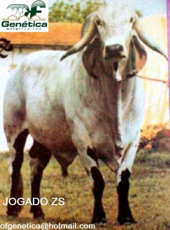 Jogado ZS 