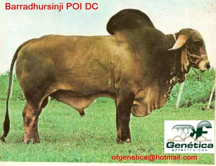 Bahadursingji POI DC 