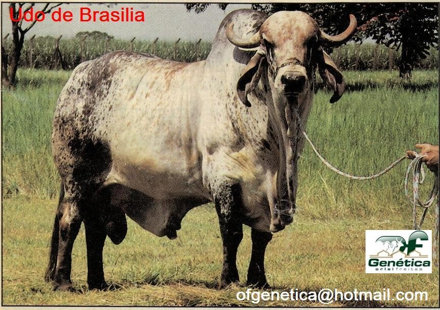 Udo de Brasilia 