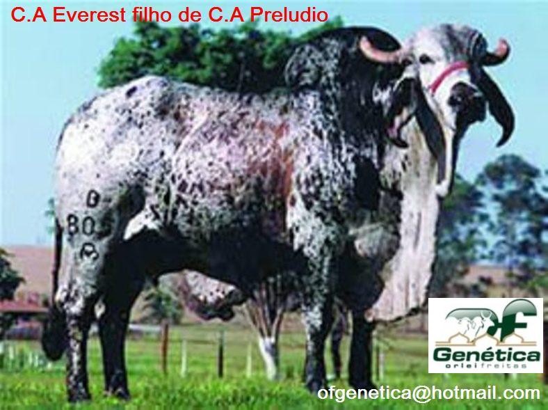 C A Evereste 