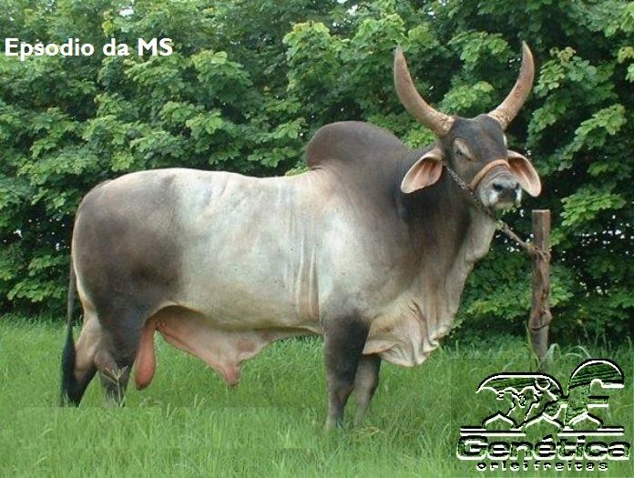 Episódio da MS Doses