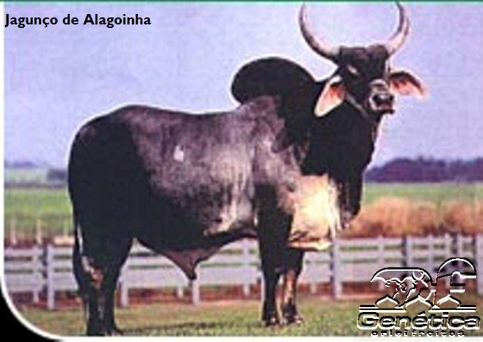 Jagunço de Alagoinha Doses