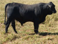 PEC 2 CONSULTORIA AGROPECUÁRIA LTDA