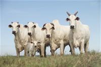 Sete Estrelas Embriões