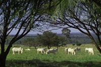 Sete Estrelas Embriões