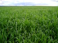 GERMIPASTO - Sementes de Pastagem