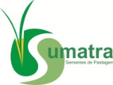 SUMATRA SEMENTES