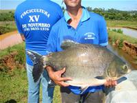 PISCICULTURA XV DE NOVEMBRO