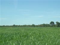 Sementes Agromafi Ltda